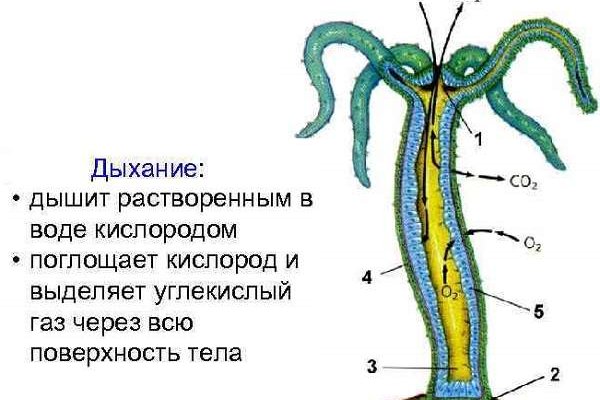 Омг смылка